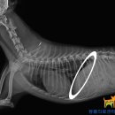 Dr.DOG 동물의료센터 이미지