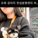 오독 강아지 안심분양센터 부산점 이미지