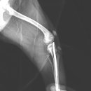 탕정동물의료센터 이미지