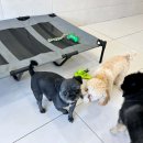 부산애견호텔 강아지유치원 펫퍼센트&코모네하우스 이미지