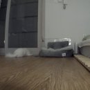 복희슈퍼 | [분리불안 비숑] 강아지 분리불안 해결법 + 장마철 산책 못 했을 때 대처법 + 7일 훈련 루틴
