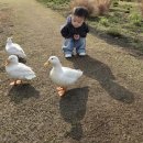 호텔신라제주 | 20개월 쌍둥이 제주여행 2박3일 현실 후기 (신라호텔·일정·꿀팁 총정리)