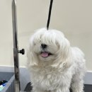 깡아지미용실 | 요촌동 베이비컷 잘하는곳/ 이서 강아지미용실/ 이서 애견미용/ 김제 강아지미용실/ 러펫그/러블리펫그루밍