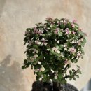 연동파출소 이미지