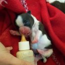 와이즈 동물병원 이미지