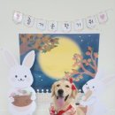 어뮤즈퍼피 이미지