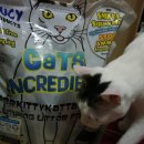 루시캣 | [고양이모래] 먼지적은 벤토나이트, 캣츠인크레더블 후기!