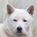 장군이