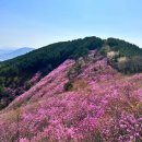 천주암 | 경남 창원 천주산 진달래 후기, 현재 개화 상태·등산 코스·소요시간·주차 총정리