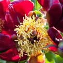 꽃님이네 이미지