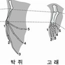 (자연과학의 역사) 48. 비교해부학 – 조르주 퀴비에 (1769~1832년) 이미지