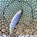 취병낚시터 이미지