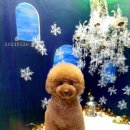 슈가독살롱 이미지