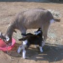 평택토종닭 이미지