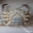 밥도둑 간장게장'(꽃게효능) 이미지