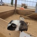 처인성로 | 용인 아이랑 가볼 만한 곳 🐰 무럭무럭 농장 동물체험 후기 (입장료·예약 꿀팁)