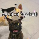 독크루북구점 | 광주 실내 애견카페,애견미용,유치원,호텔