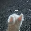 퍼니펫 동물병원 이미지