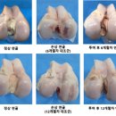 (주)강스템바이오텍 이미지