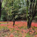 인천대공원 꽃무릇~부평풍물축제 이미지