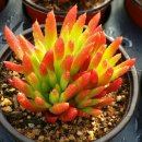 해송농장 이미지