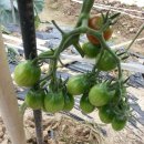 강천산 도라지골 이미지