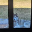 고운향기펜션 | 강원도 레오네 펜션(레오네 애견독채) — 친구들과 다녀온 힐링 여행기