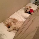 한사랑순대 이미지