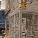 앵무새 | 인천 청라 앵무새 호텔링 후기 리프패럿 청라점 앵무새카페