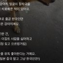 8년째 한국인만 따라다니는 이집트 개 칼빵이 이미지