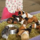 홍천동키마을 | 홍천 놀거리 추천, 아이와함께즐긴 [홍천 동키 마을], 관람, 체험, 홍천 가볼만한 곳 추천