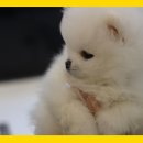 미스터 멍 애견샵 이미지