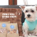 장수멍냥 이미지