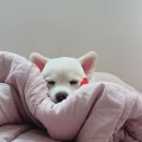 사월의 그루밍 이미지