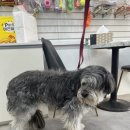 멍멍하개 이미지