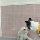 퍼피파파 이미지