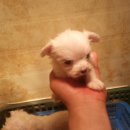 위드독스 샵 이미지