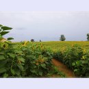 안성목장 이미지