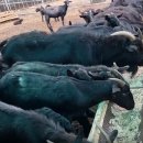 파주흑염소농장 이미지