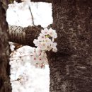 [생태체험] 대저생태공원 - 4월 6일(토) 오전 | 부산 대저생태공원 벚꽃축제 유채꽃 튤립 주차