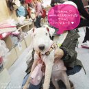 에이미펫(AMI PET) | 코펫/코펫박람회/코펫 후기, 2013 코펫 에이미러브즈펫 참가(애견의류,애견용품쇼핑몰,애견용품)