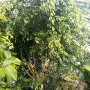 대연수목전시원 이미지