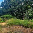 길치고개길 이미지