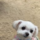 금곡동반려견놀이터 이미지