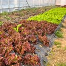 해돈농장 이미지