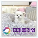 강아지분양 애견분양 꽃강아지 광진점 | 광진구강아지분양 말티치 행복한 반려견