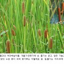 (잡초의 생존전략) 49. 힘을 모은다고 하는 것은? 부들 이미지