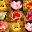 이른봄의 서정 이미지