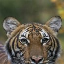 호랑이PC 이미지