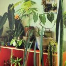 초보식물 집사들을 위한 홈가드닝 | 초보식물집사 키우기 쉬운 식물로 쉽고 예쁘게 실내 가드닝 시작하기